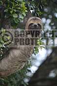 Preguica - Sloth