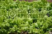 Horta - Vegetable garden