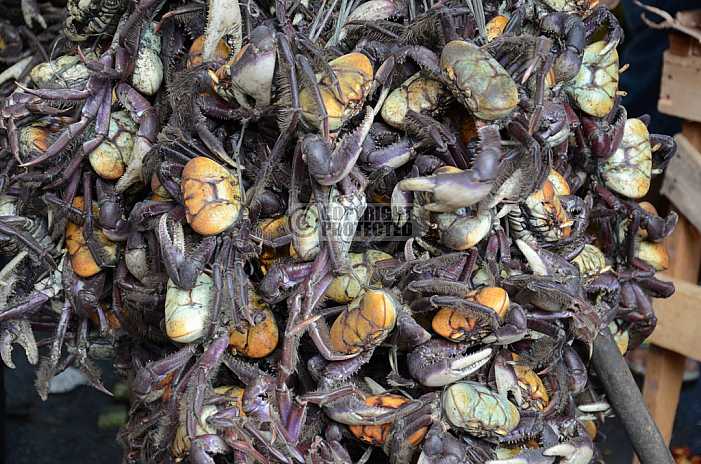 Caranguejo - Crab