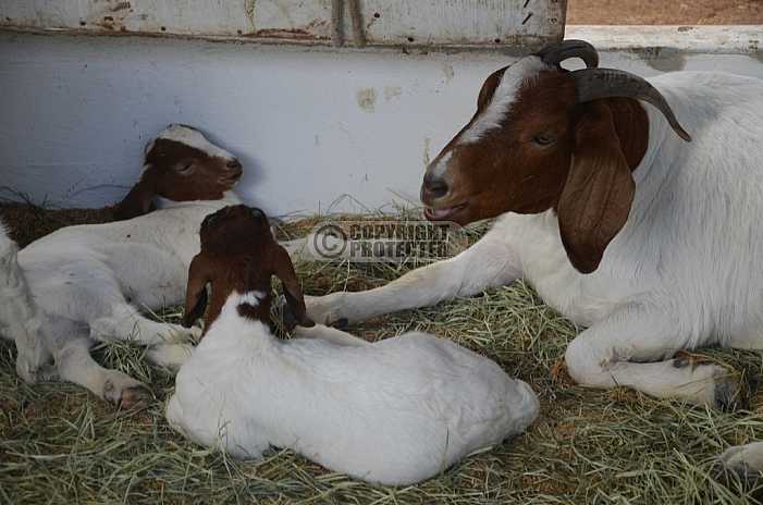 Caprinos - Goats