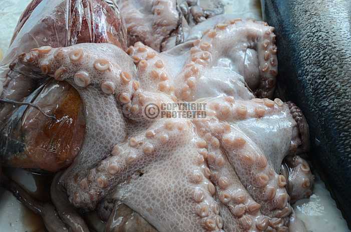 Polvo - Octopus