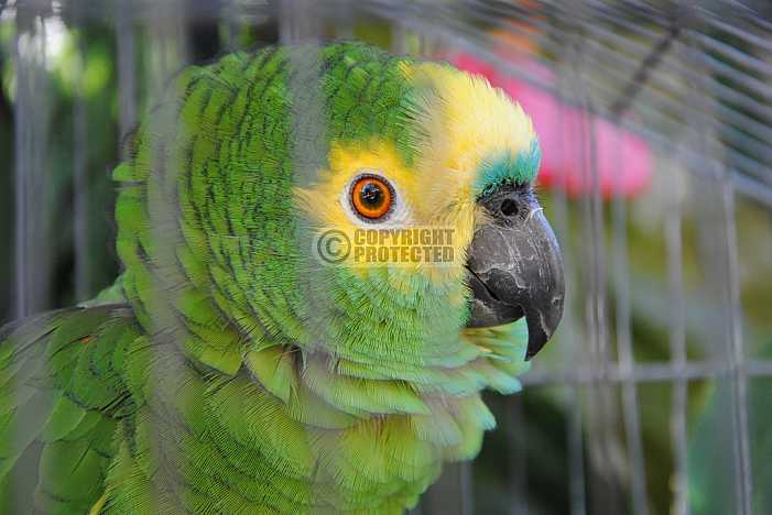 Papagaio - Parrot