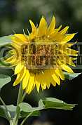 Girassol - Sunflower