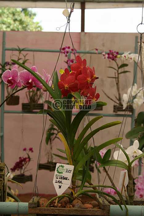 Orquidea - Orchid