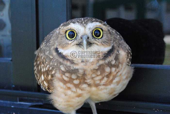 Coruja - Owl