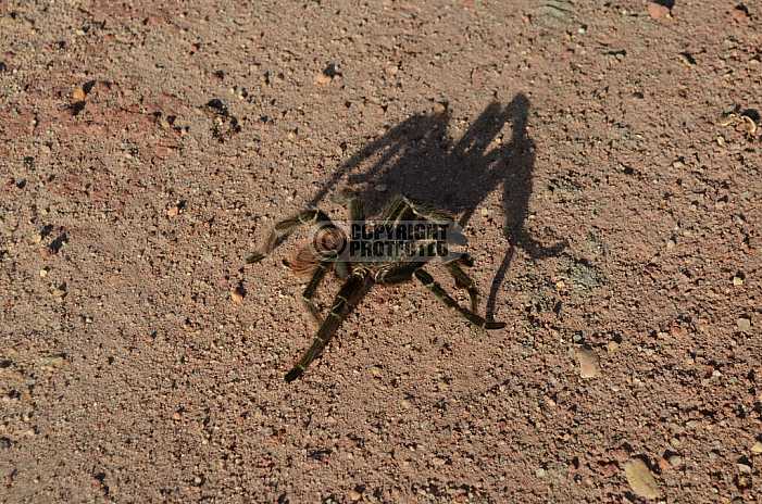 Caranguejeira - Spider
