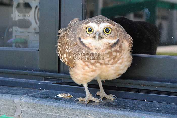 Coruja - Owl