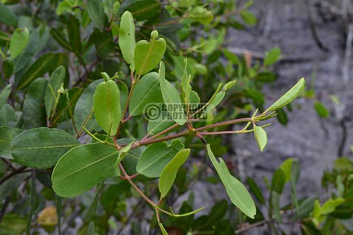Mangue - Mangrove