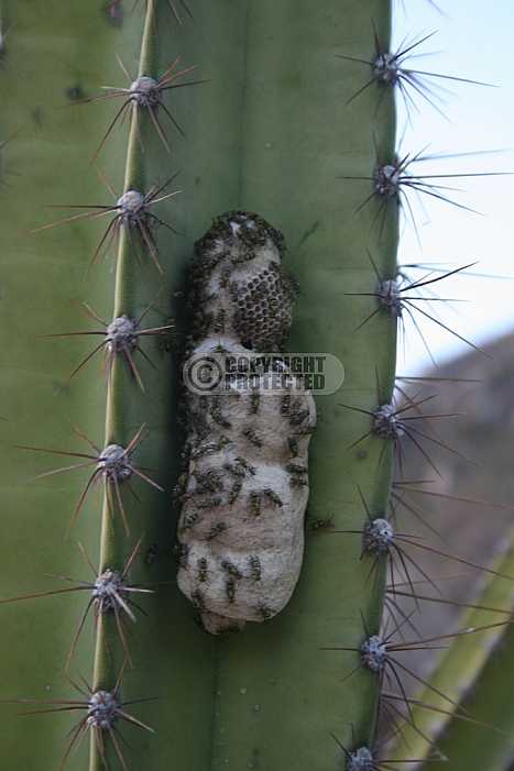 Cactos - Cactus