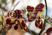 Orquidea - Orchid