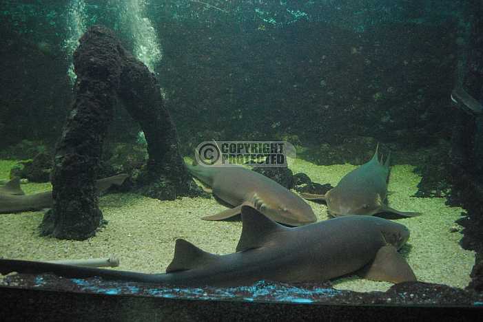 Aquario de Natal - Natal Aquarium