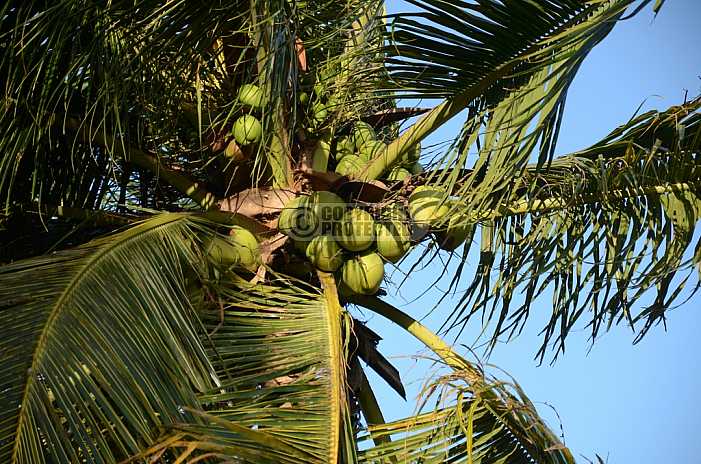 Coqueiro - Coconut tree, Brazil
