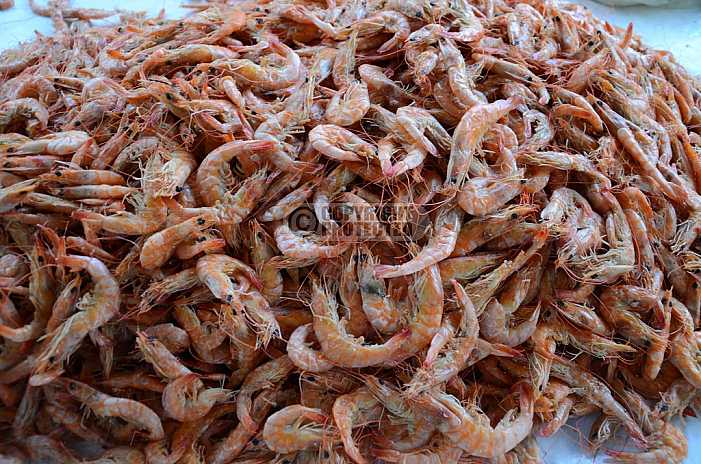 Camarao - Shrimp