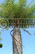 Palmeira - Palm