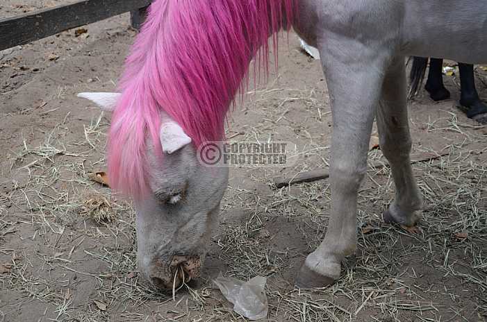 Ponei - Pony