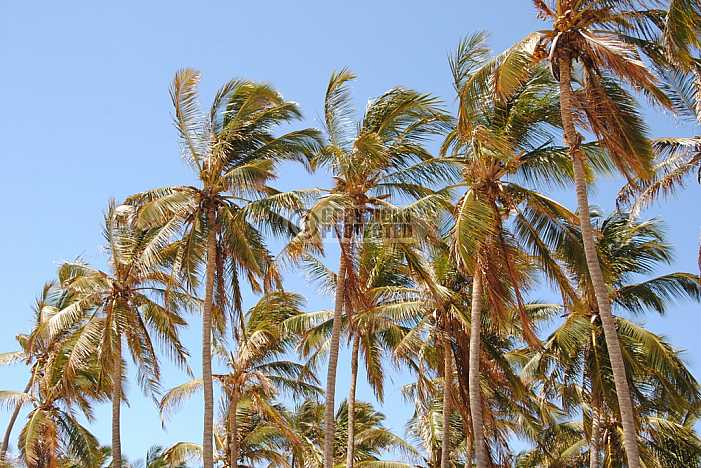 Coqueiros - Coconut trees