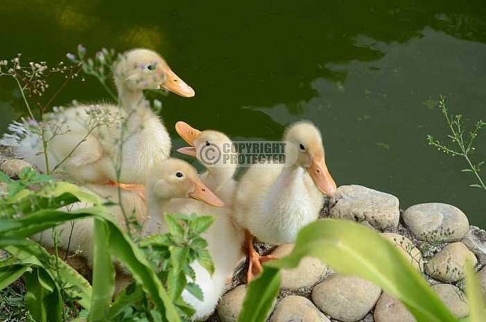 Patos - Ducks