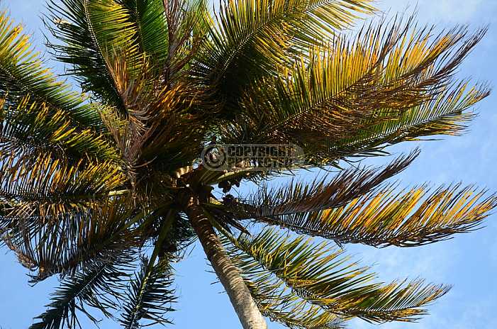 Coqueiro - Coconut tree, Brazil