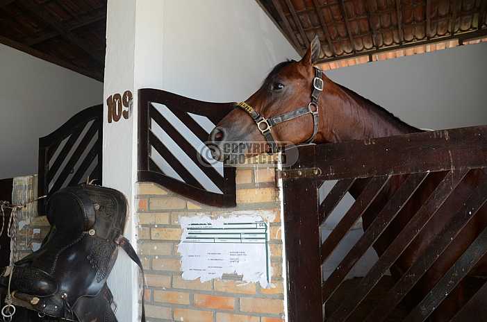 Cavalo - Horse