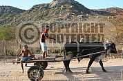 Carro de boi - Bullock Cart