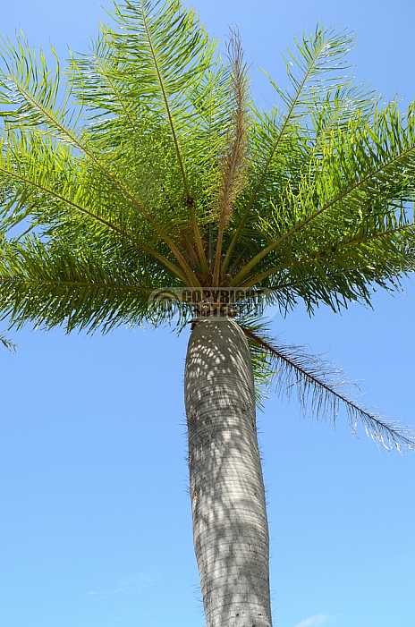 Palmeira - Palm