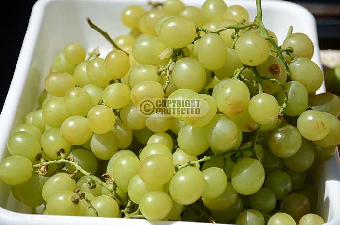 Uva - Grape