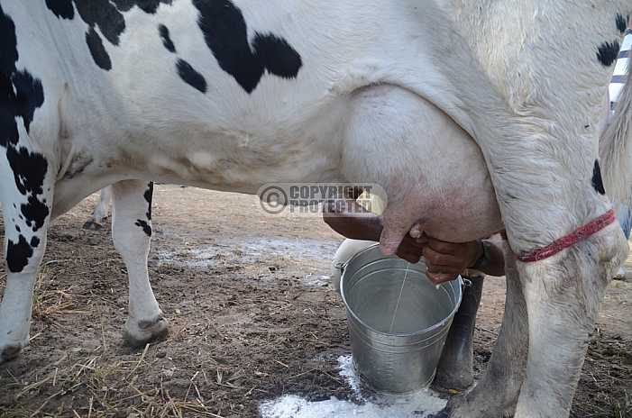 Ordenha - Milking