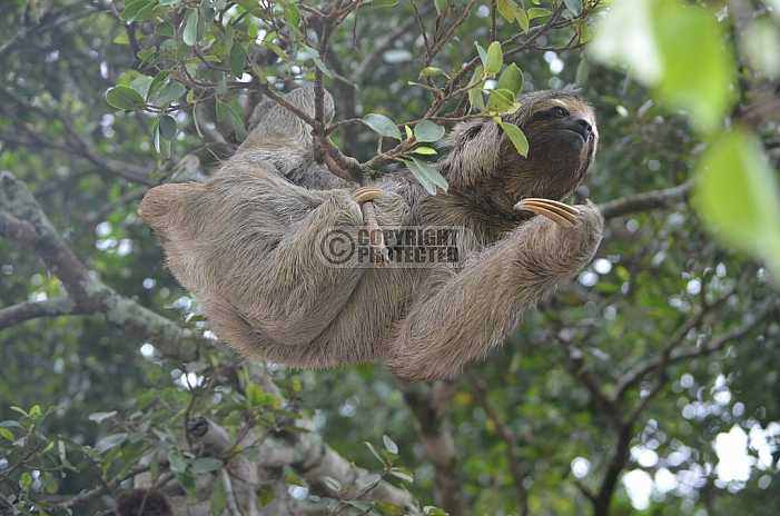 Preguica - Sloth
