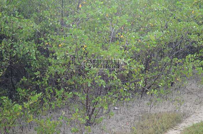 Mangue - Mangrove