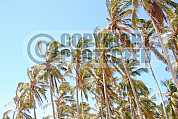 Coqueiros - Coconut trees