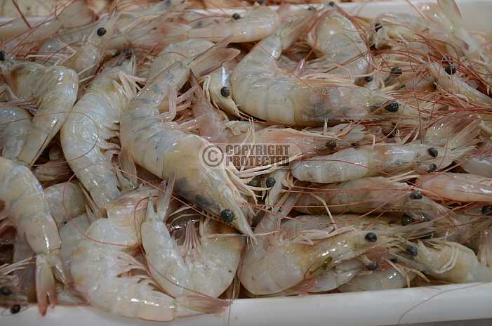 Camarao - Shrimp