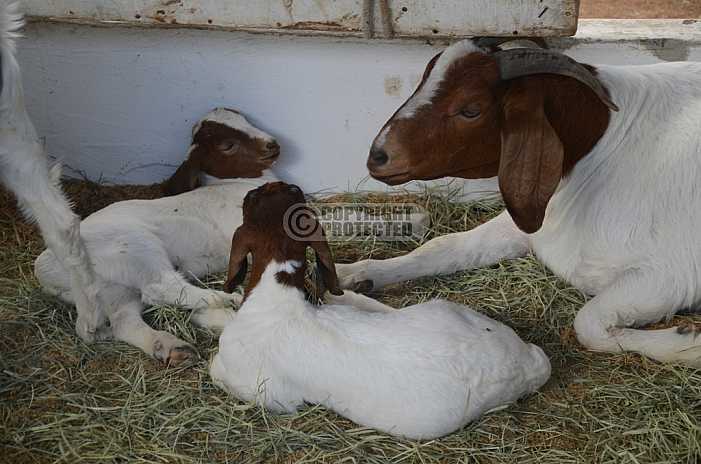 Caprinos - Goats