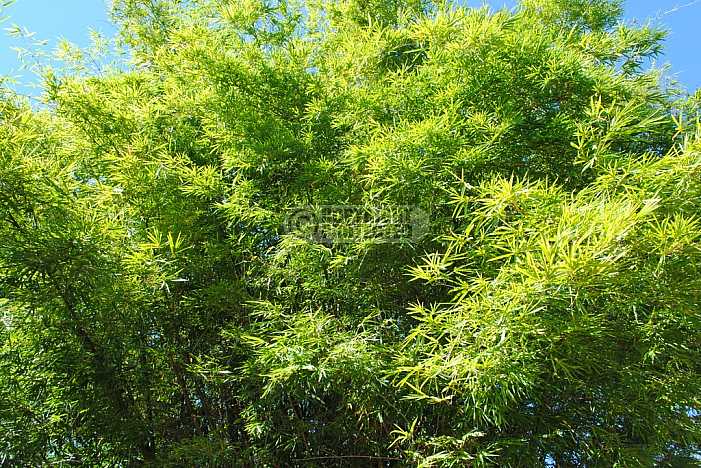 Bambu - Bamboo