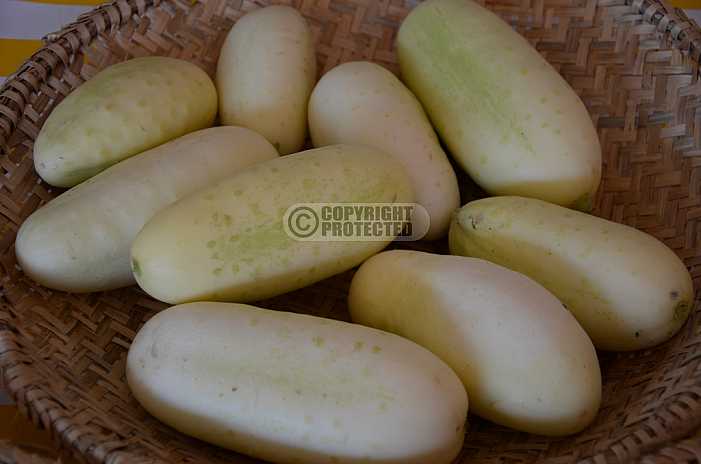 Pepino - Cucumber