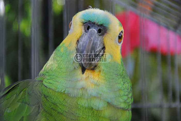 Papagaio - Parrot