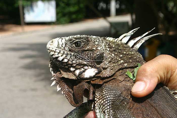 Lagarto - Lizard, Brazil