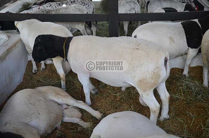 Ovelha - Sheep