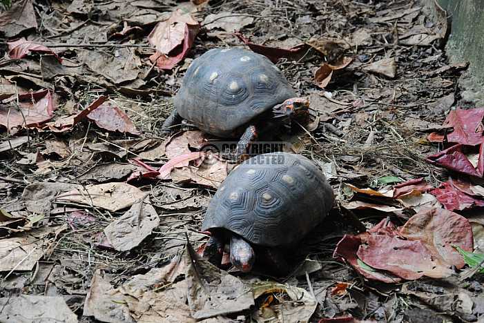 Tartaruga - Turtle