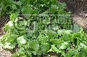 Horta - Vegetable garden
