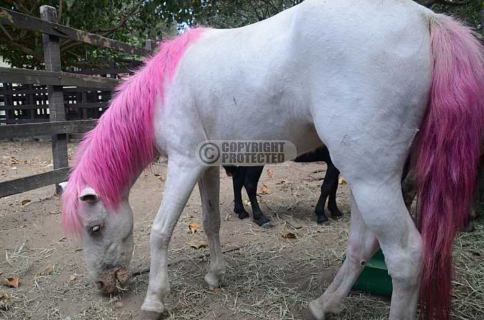 Ponei - Pony