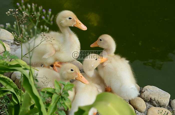 Patos - Ducks