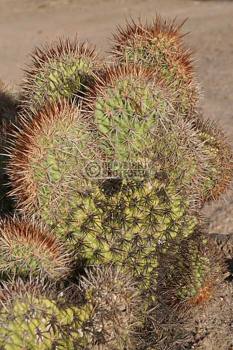 Cactos - Cactus