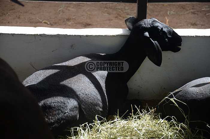 Ovelha - Sheep