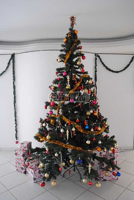 Arvore de Natal - Christmas tree