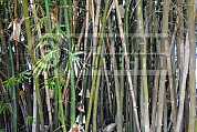 Bambu - Bamboo
