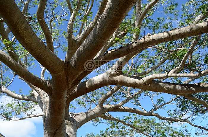 Arvore - Tree