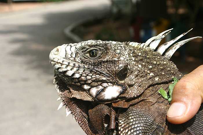 Lagarto - Lizard, Brazil
