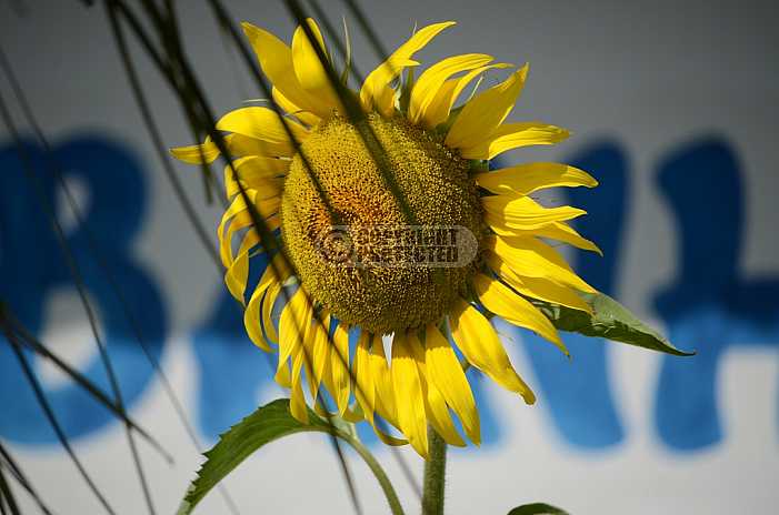 Girassol - Sunflower