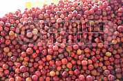 Acerola - Acerola fruit